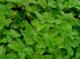Lemon Balm Leaf Benefits
